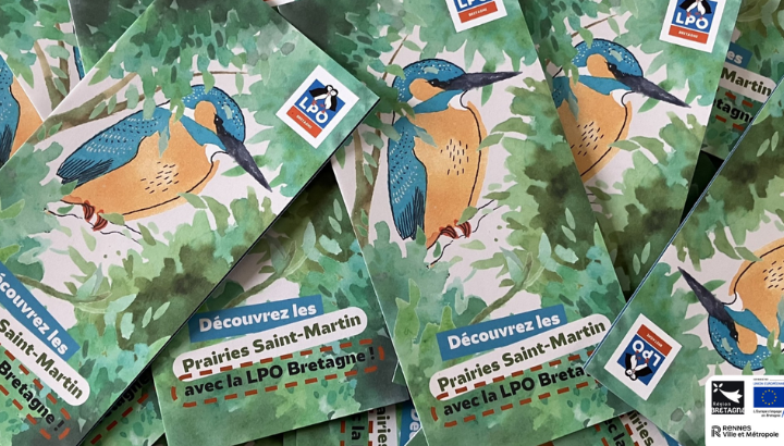 À la découverte des plantes communes des Prairies Saint-Martin